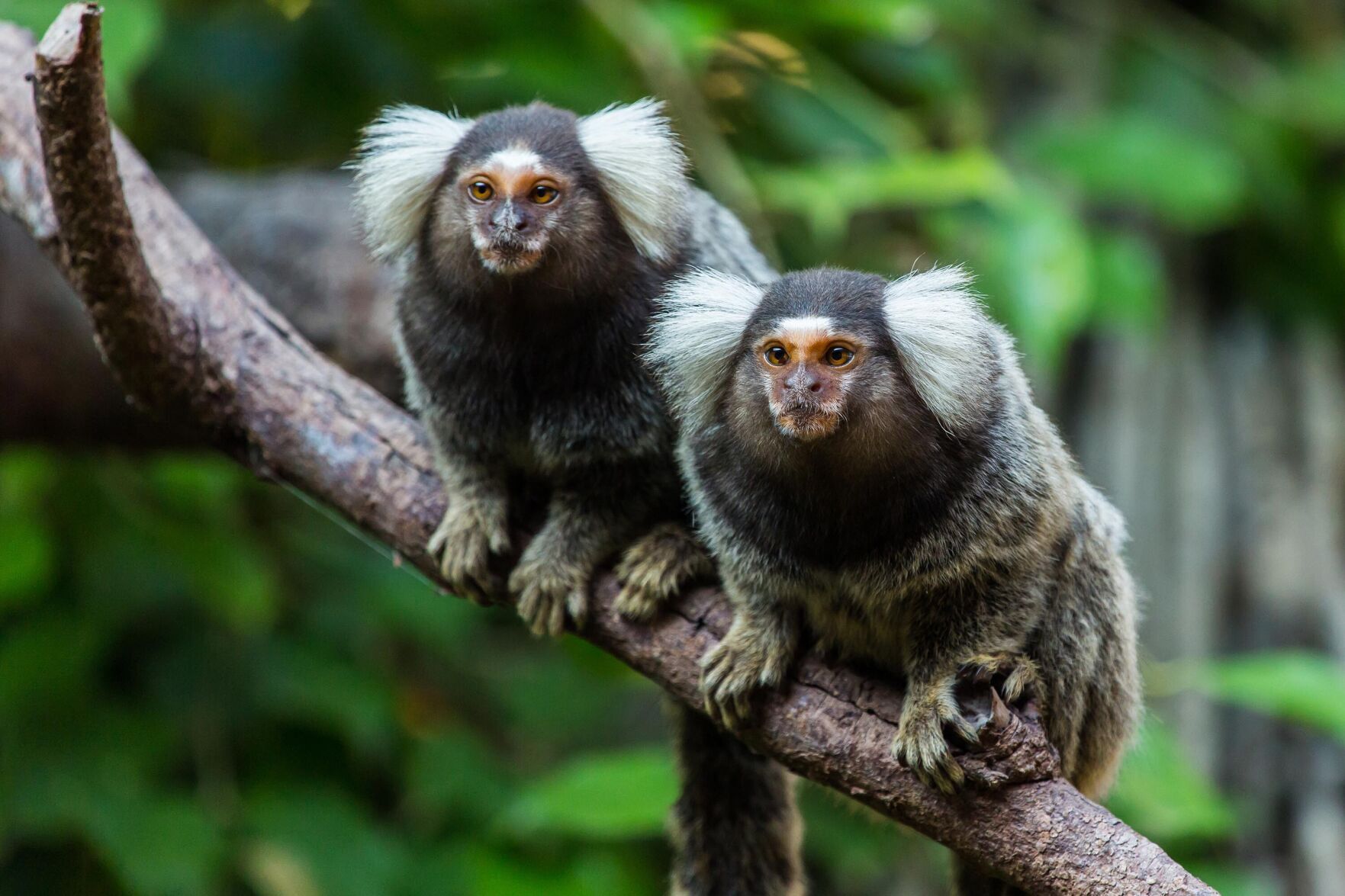 Eavesdropping marmosets understand other monkeys' conversations